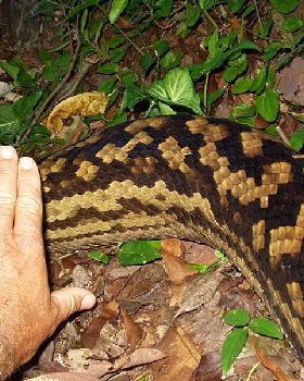 Snake 3