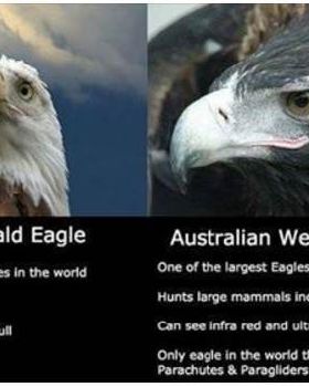 eagles