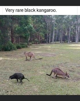 kangaroo