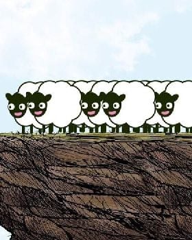 sheep