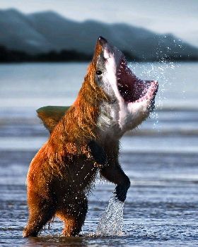 Bearshark