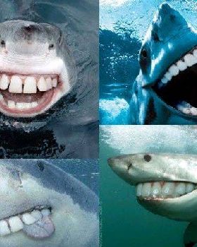 sharkteeth-550x452