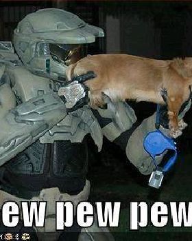 halo-dog-pew