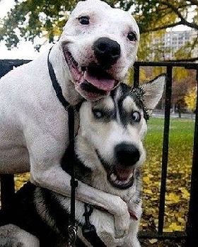 doggie saviour1