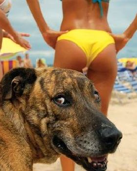 doggie