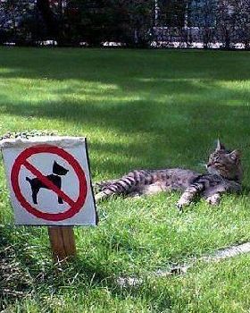 cat11