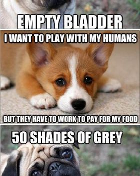 funny-first-world-dog-problems-sad