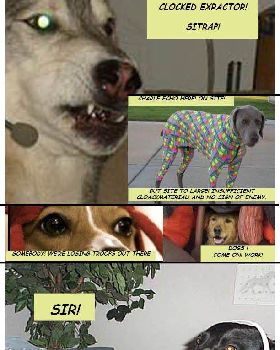 dog fort