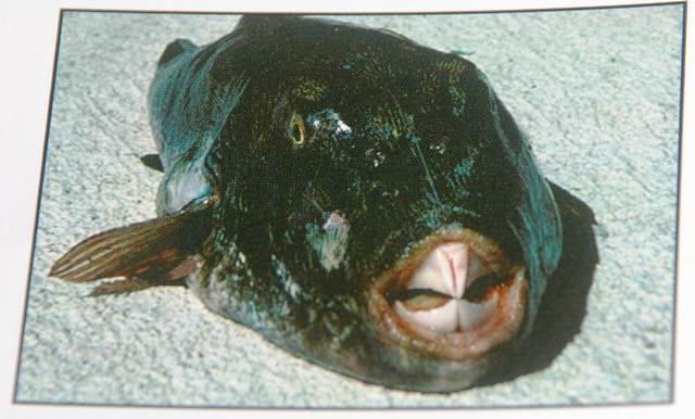 thomas toadfish