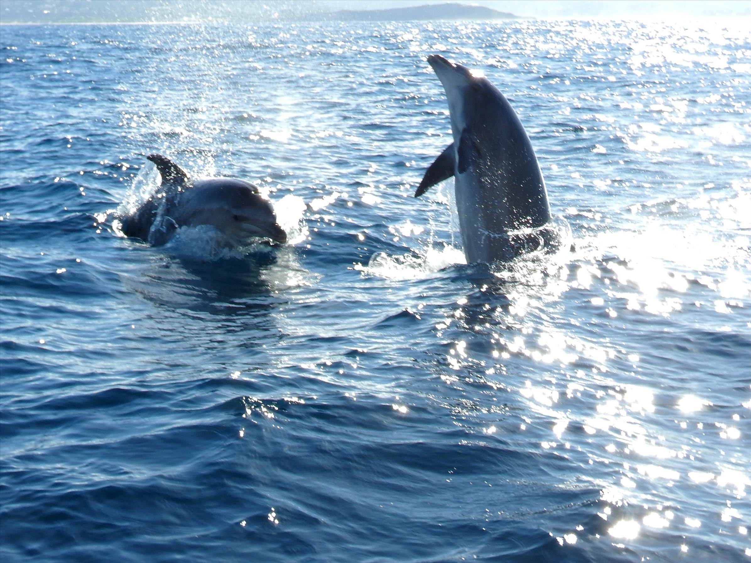 Dolphins
