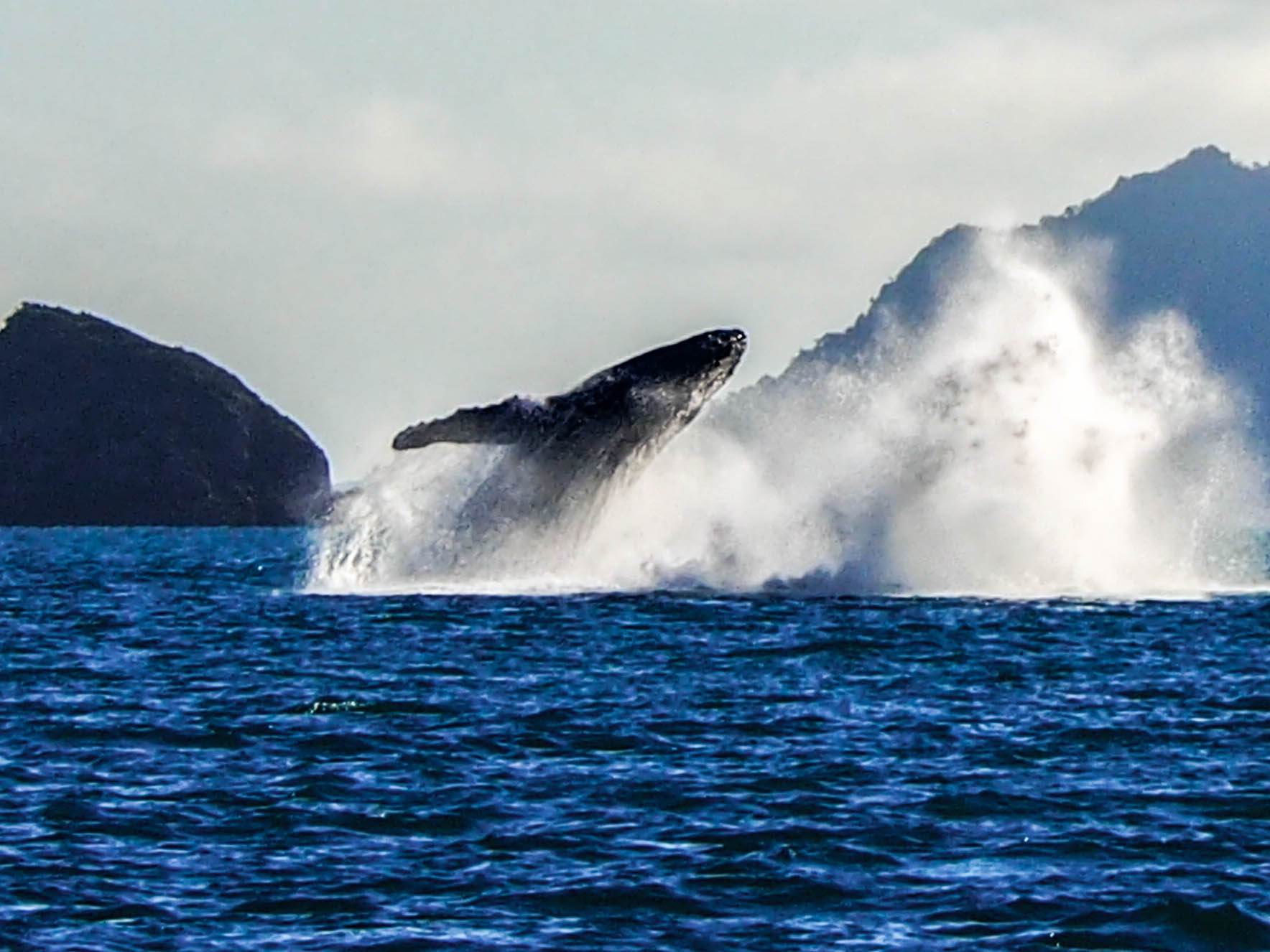 Whales.