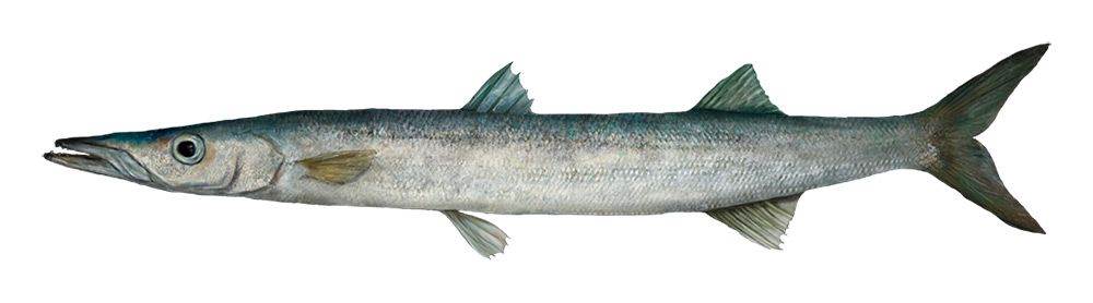 Snook