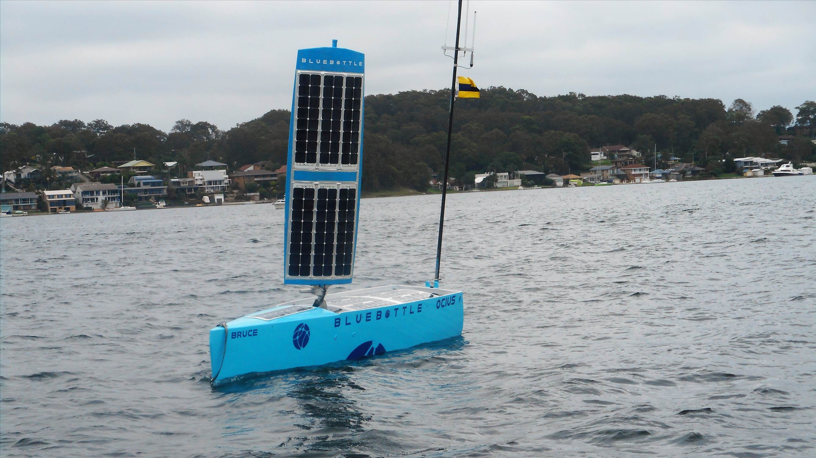 bluebottle invasion