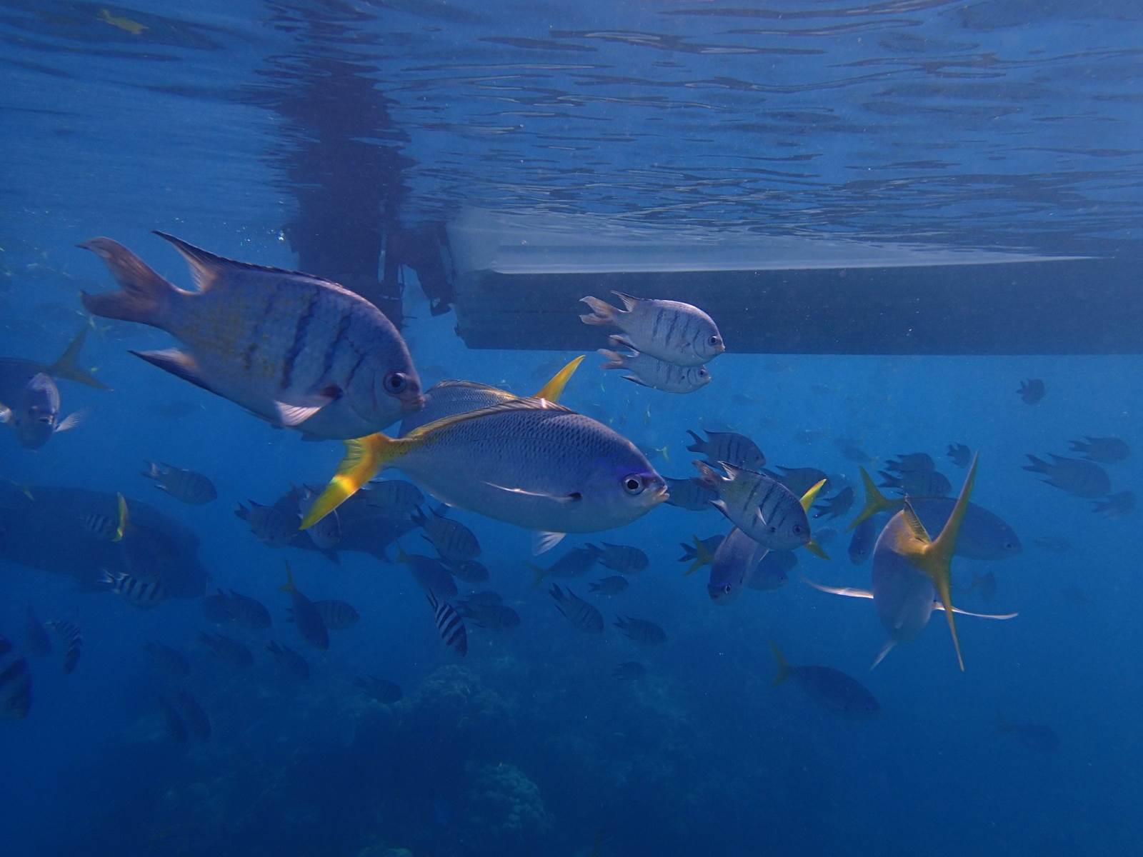 MantaRayBayFishies