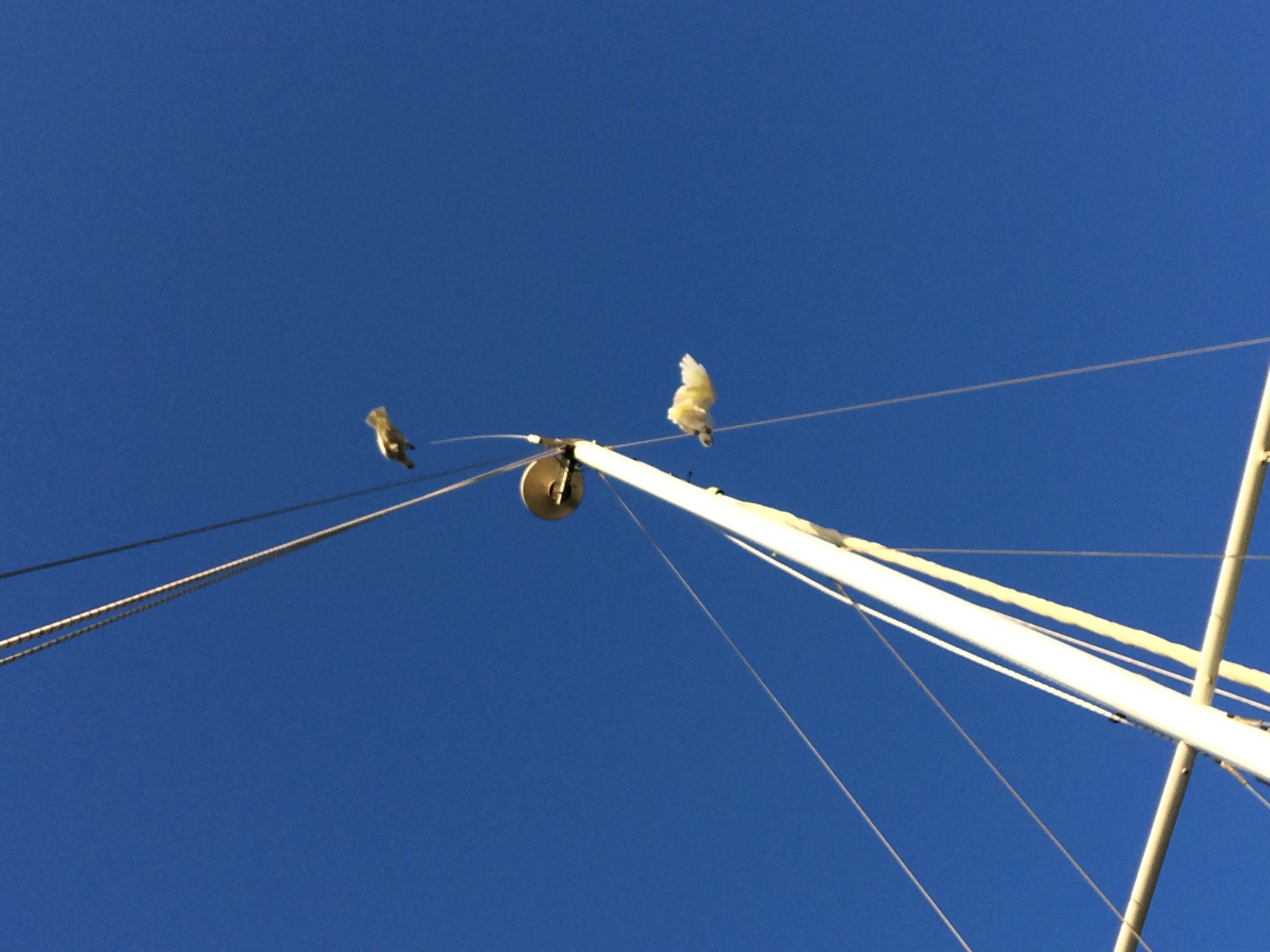 Cockatoo 2