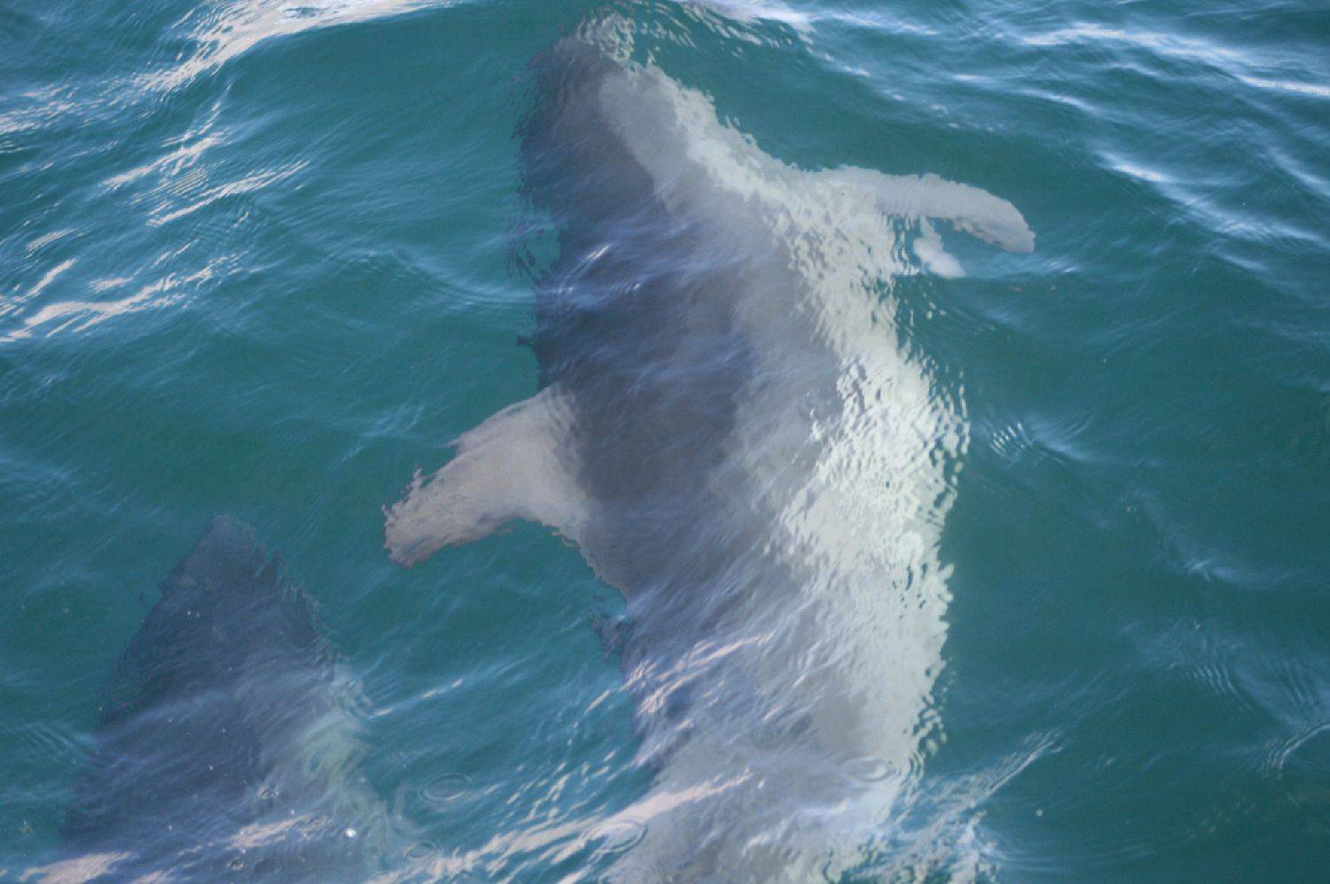 dolphins 27june2010 025