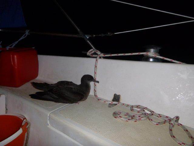seabird
