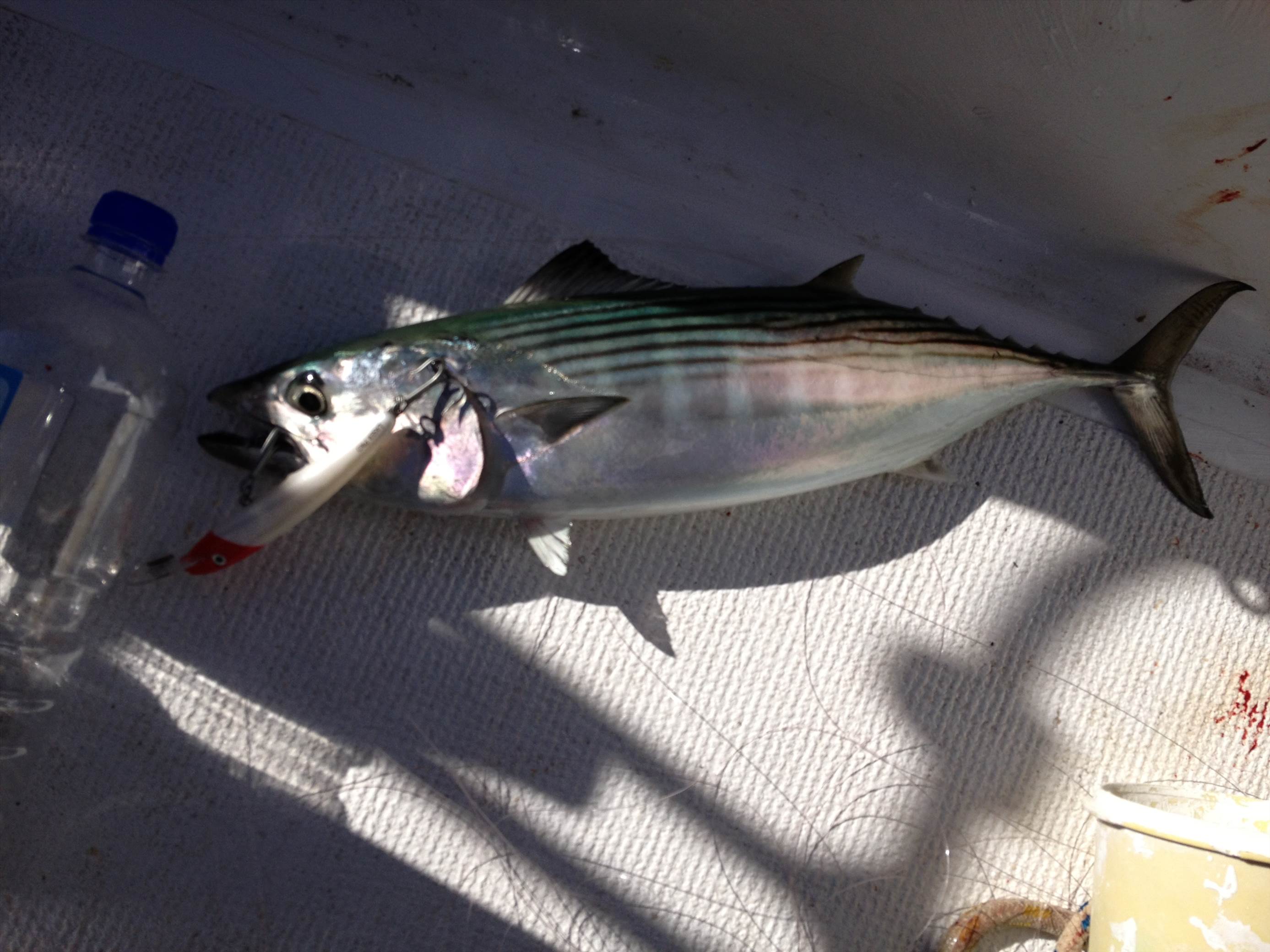 bonito