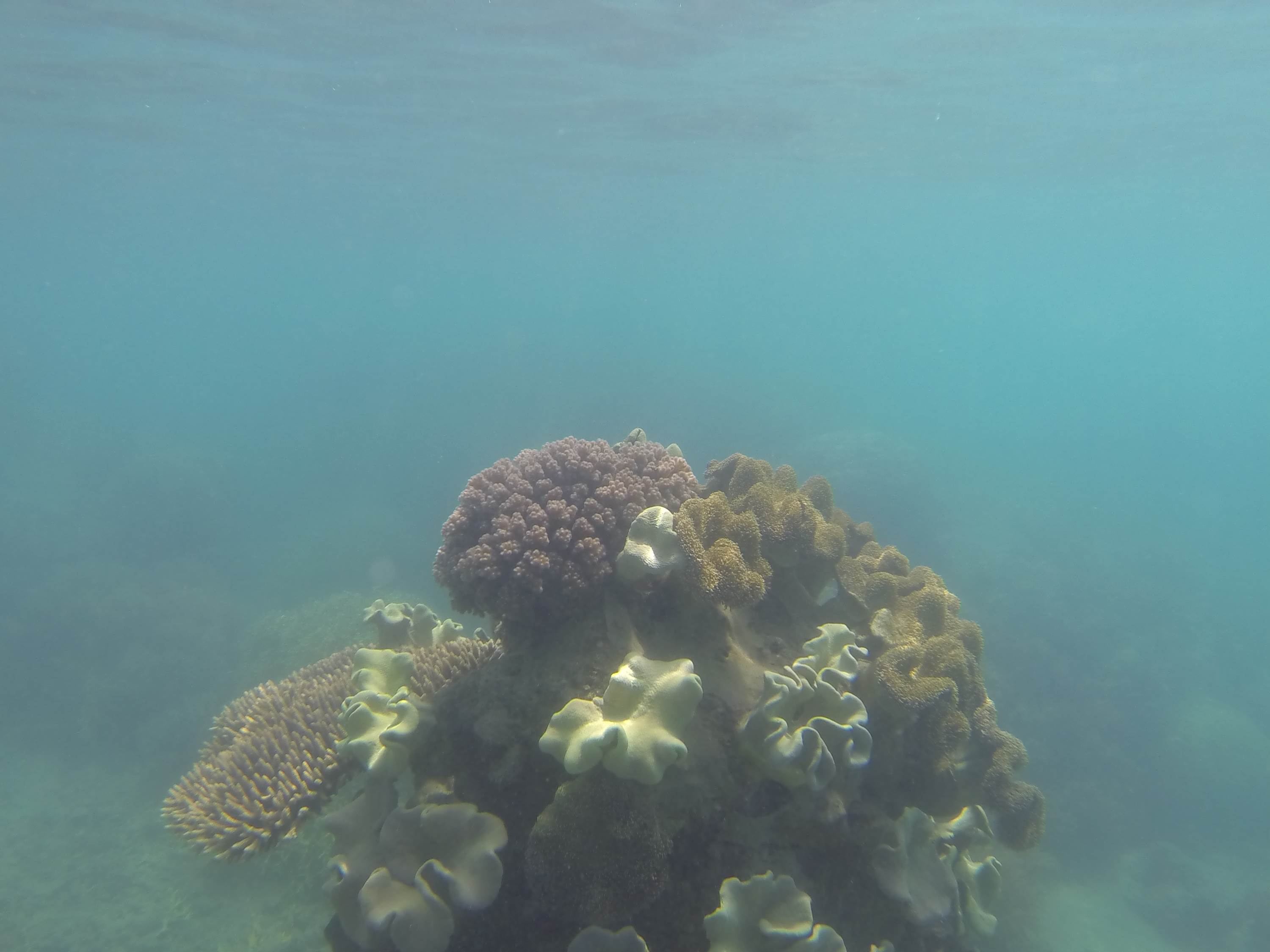 diving