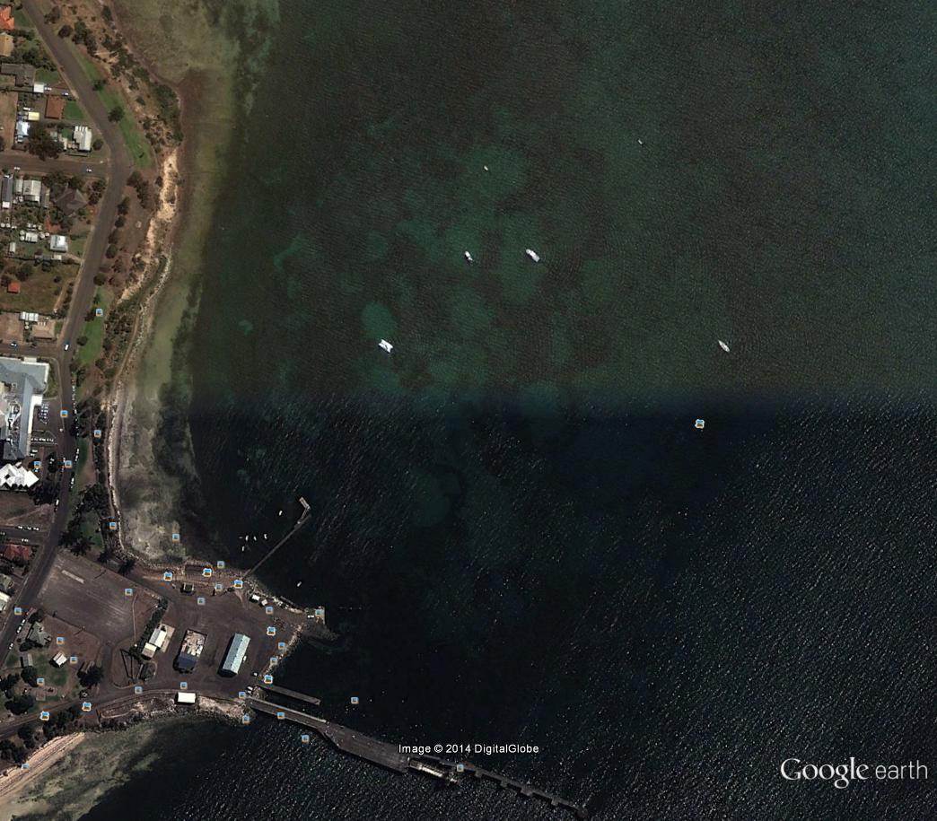 Seagrass scars