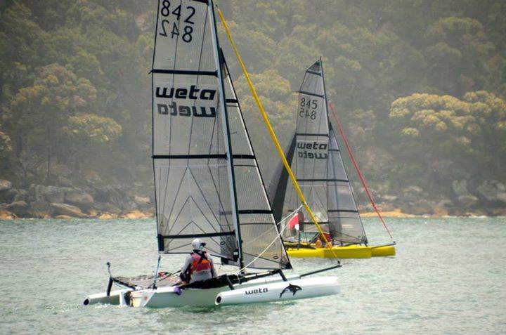 Wetas at Palm Beach