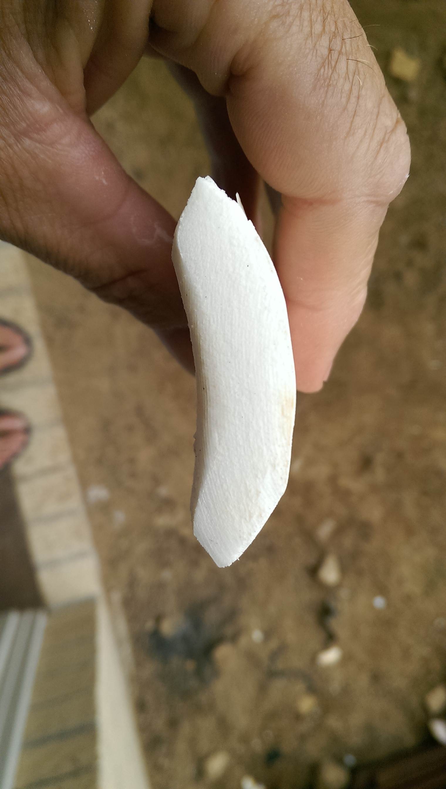 IMAG0528