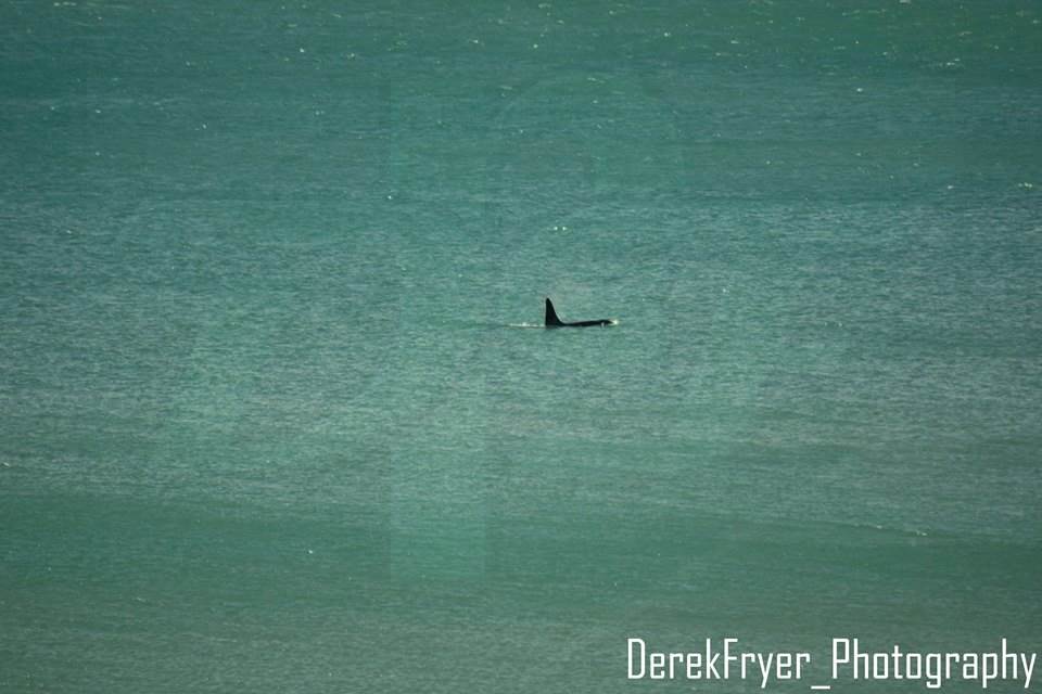 orca