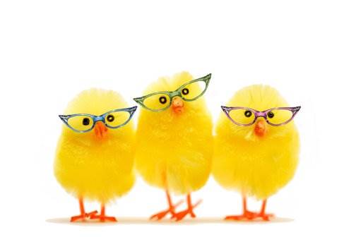 chicks