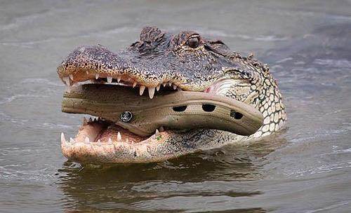 croc