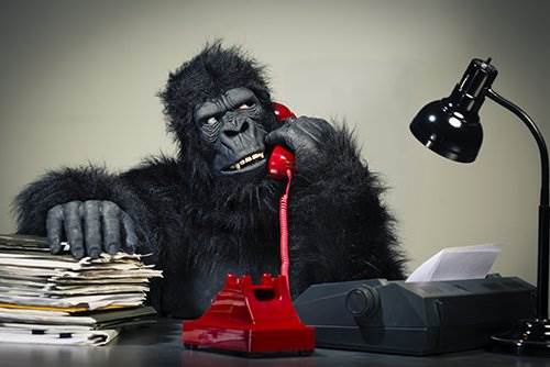 gorilla1