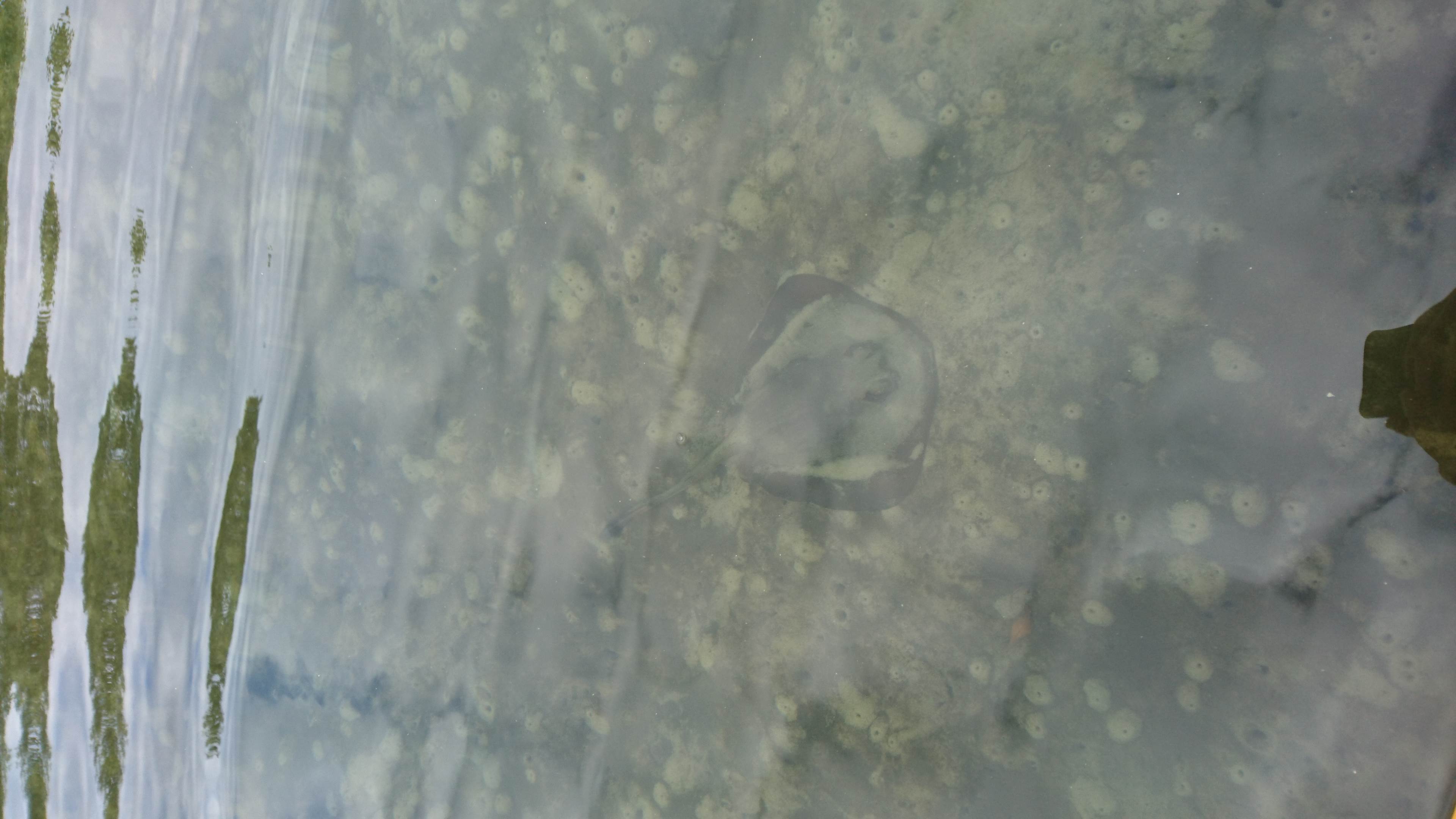 Stingray
