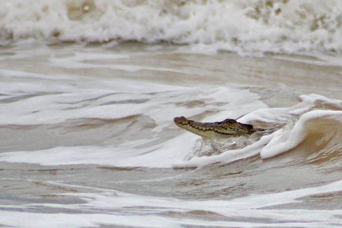 Croc at Rapid Creek