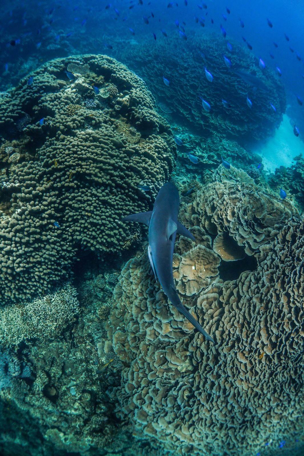 coral 1