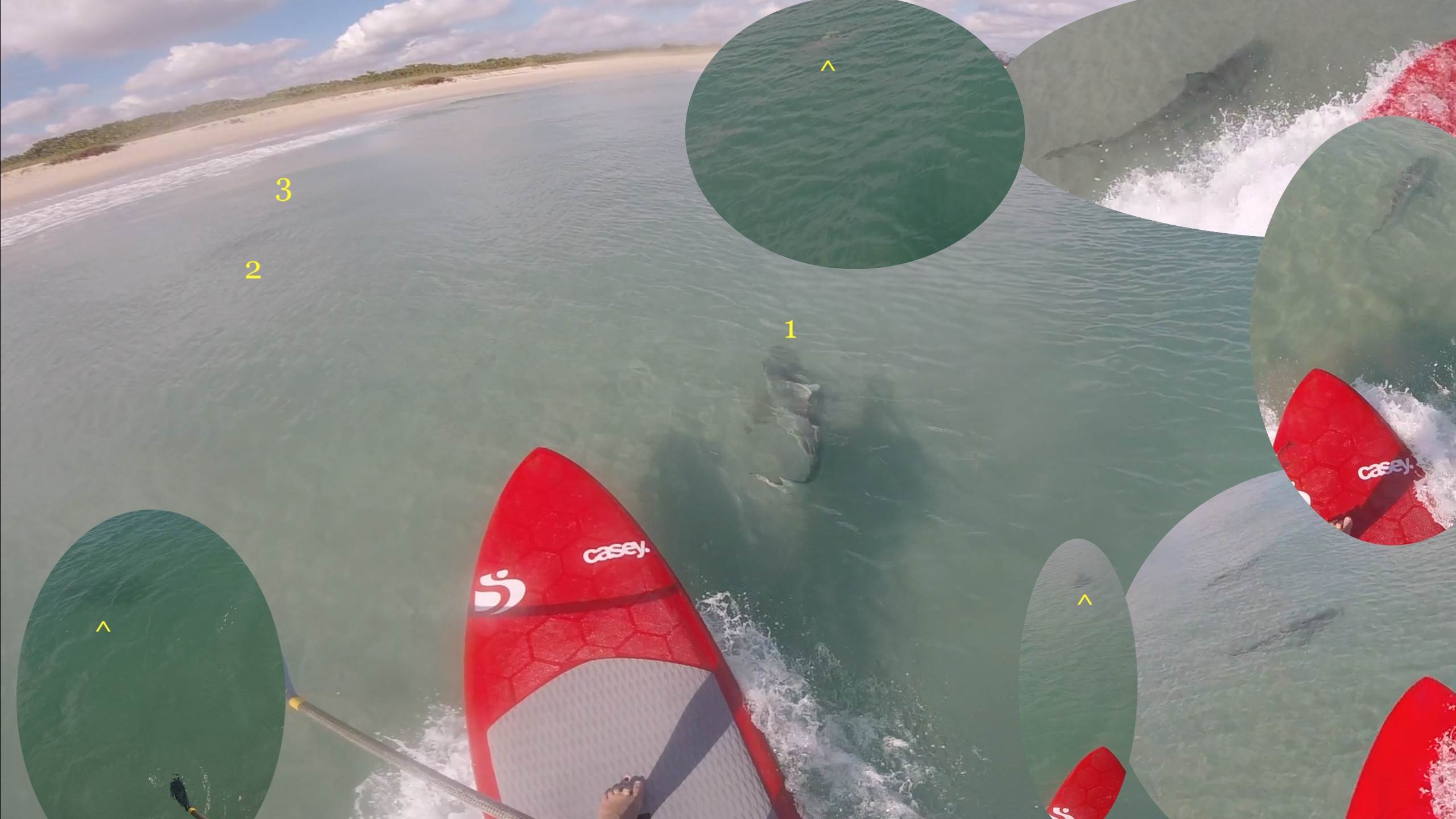 1 sharks