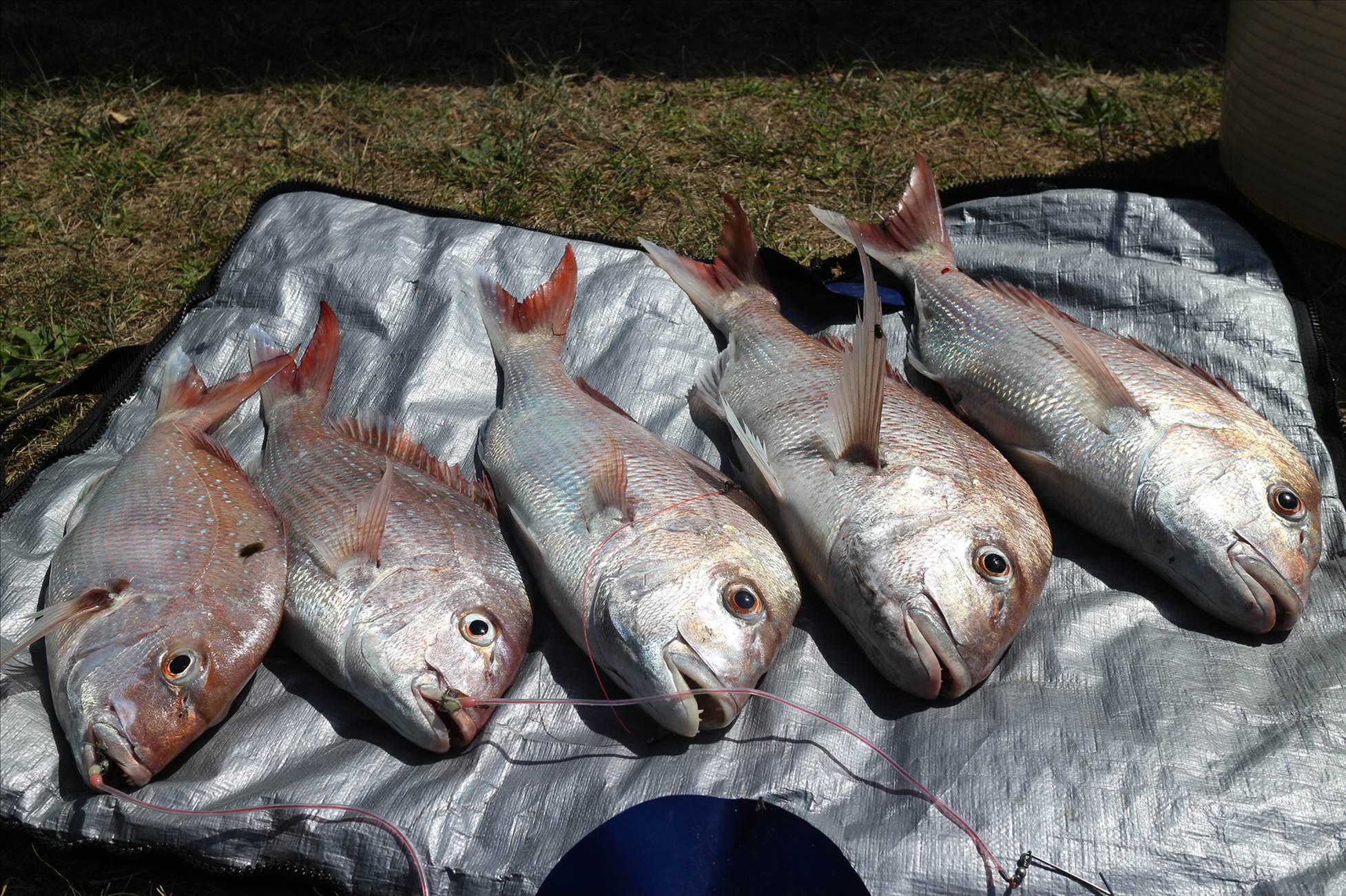 Fish two