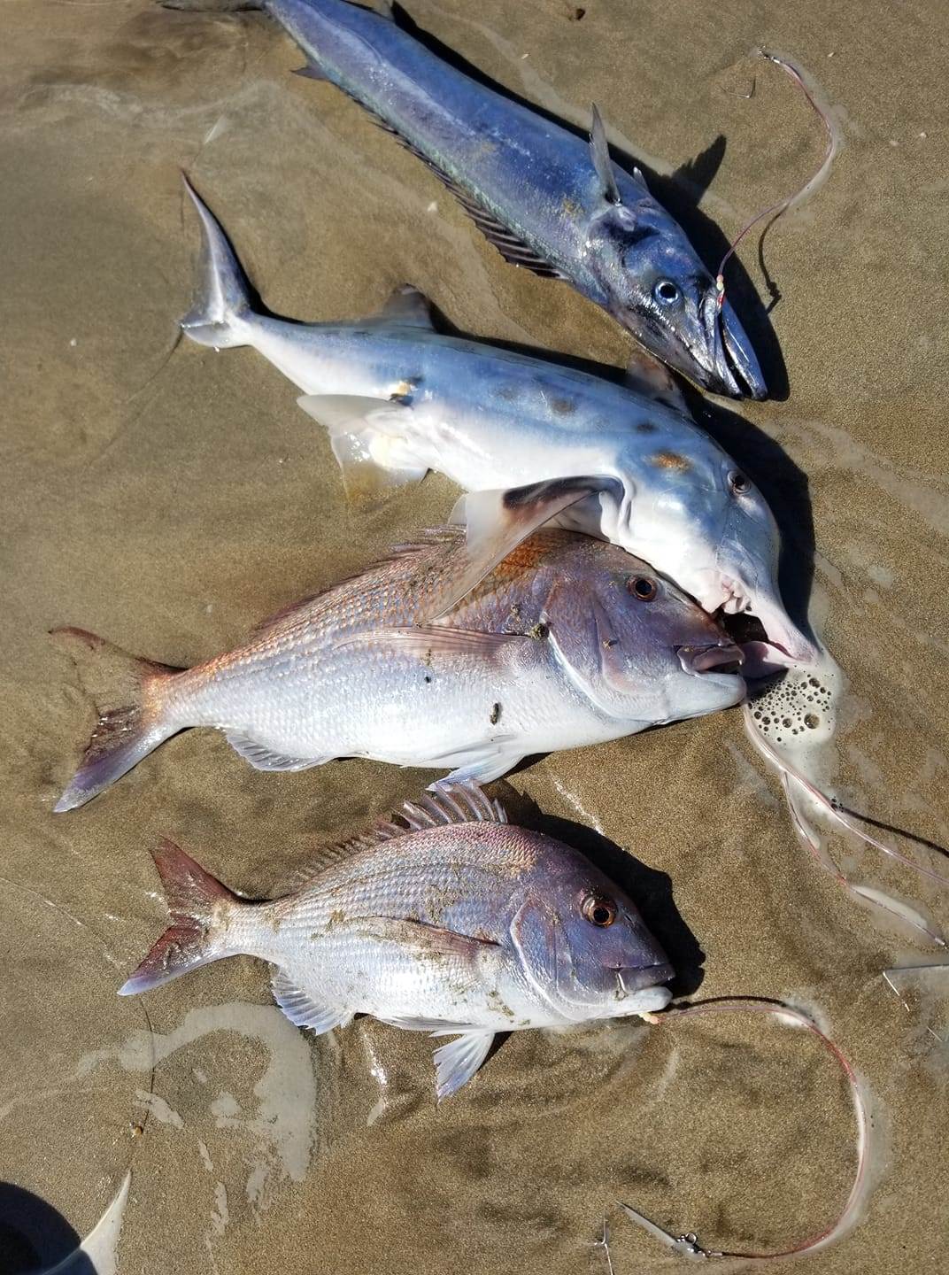 fish