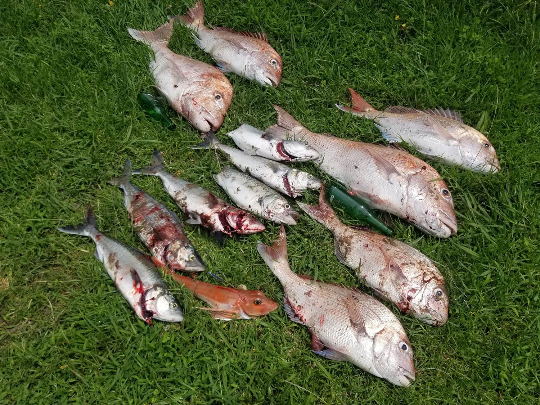 fish carnage
