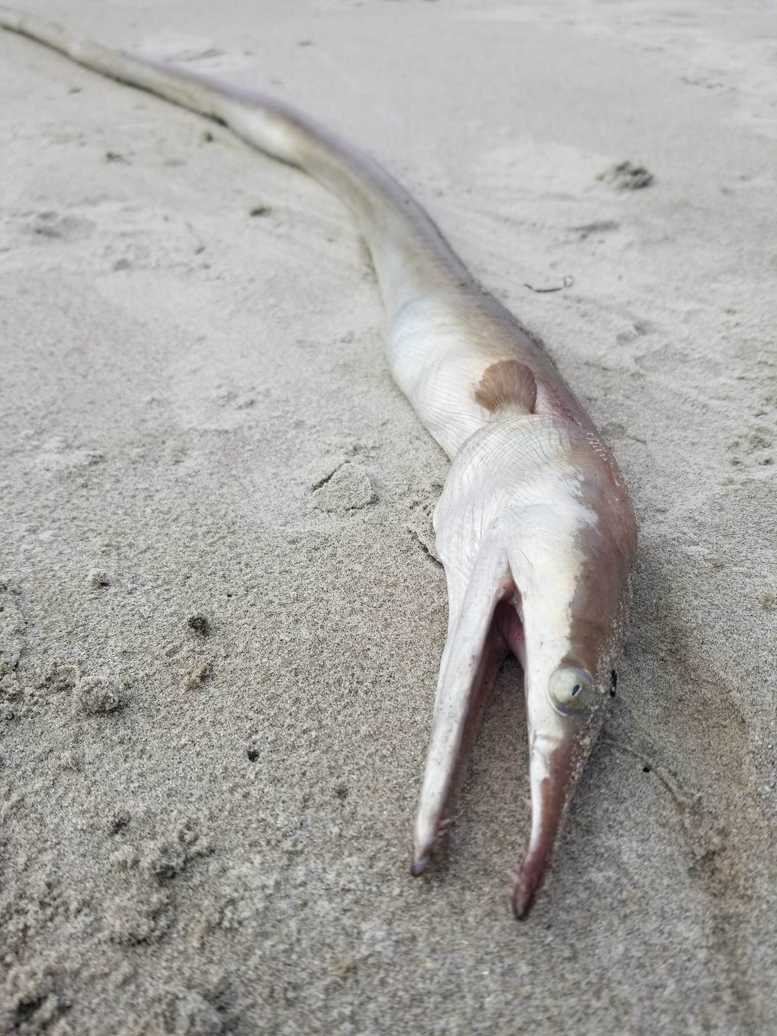 Eel 1