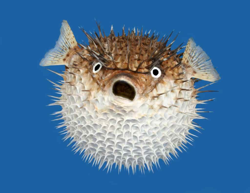 porcupine