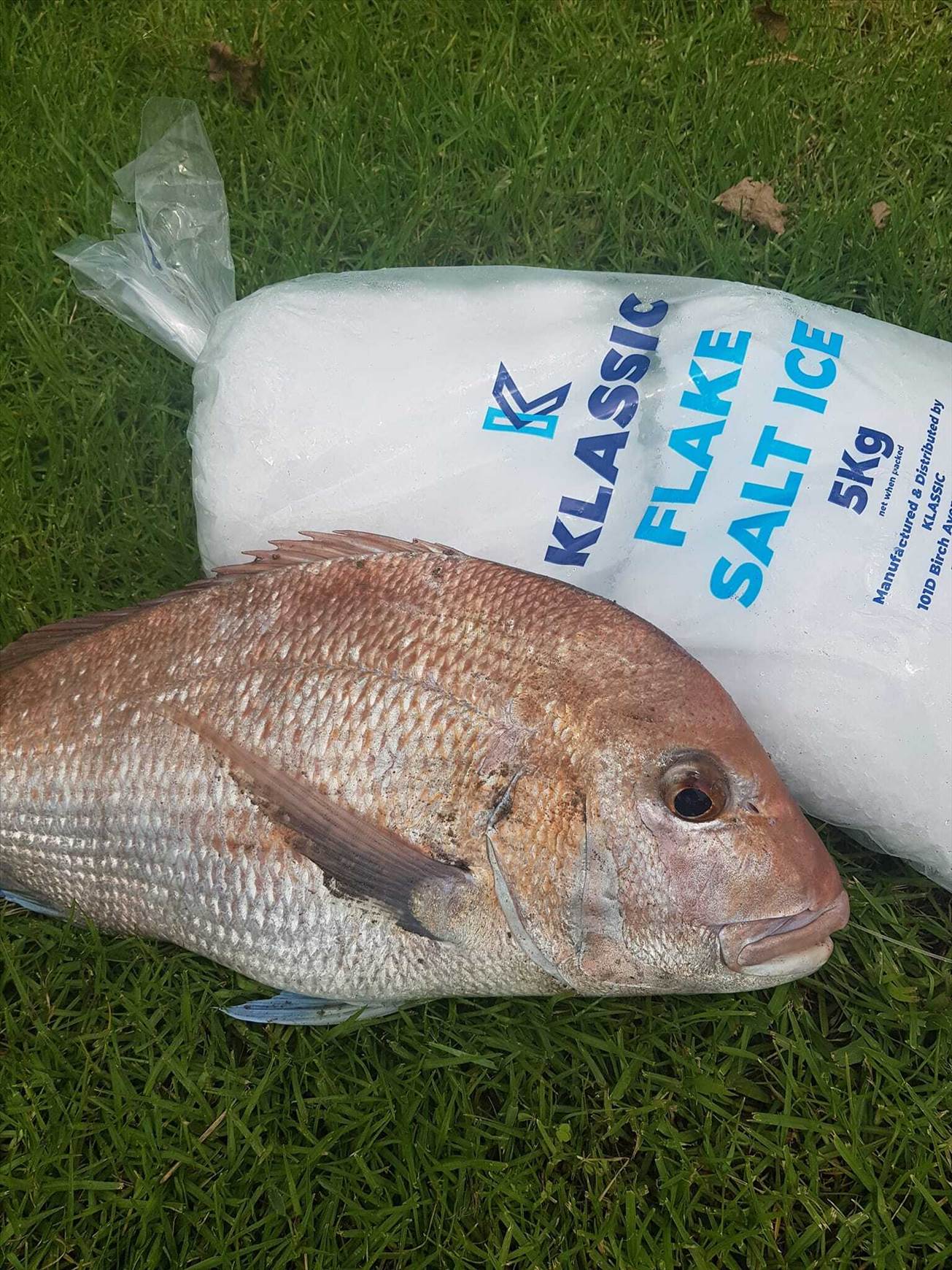 Fish