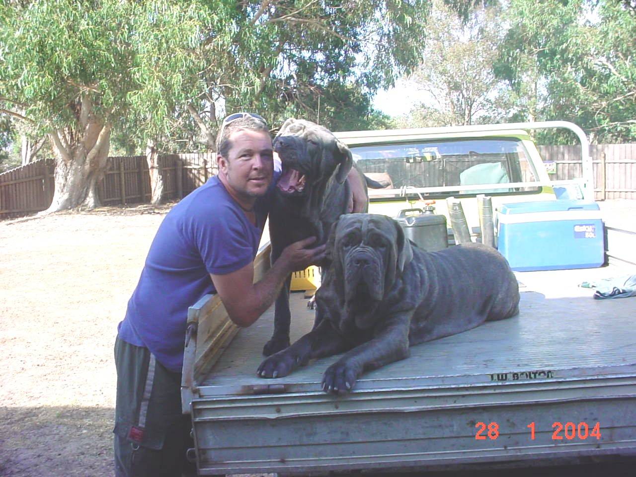 The dogs