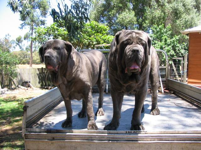 The dogs