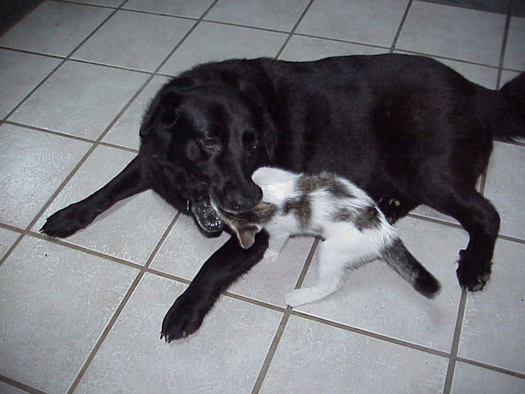 Samba eating the cat (not really)