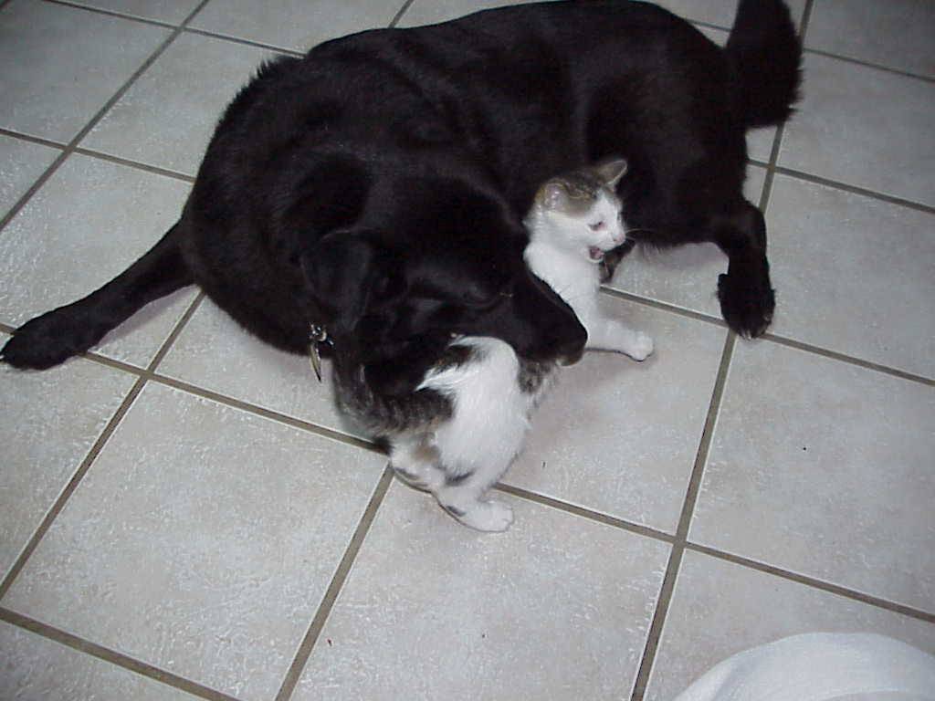 Samba eating the cat (not really)