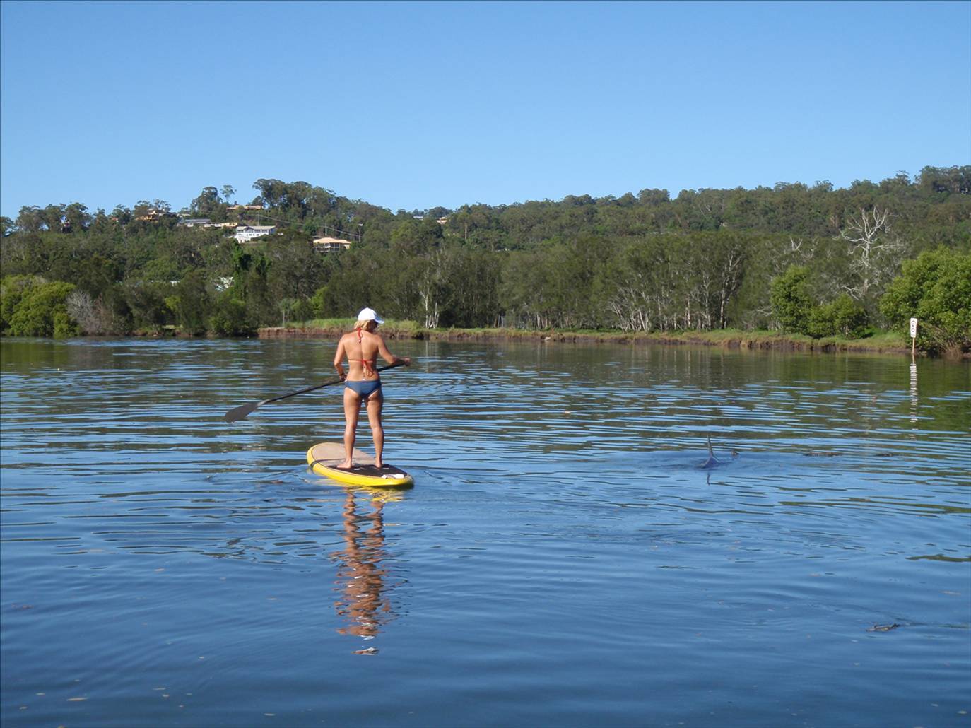 Currumbin Estuary Dolphins