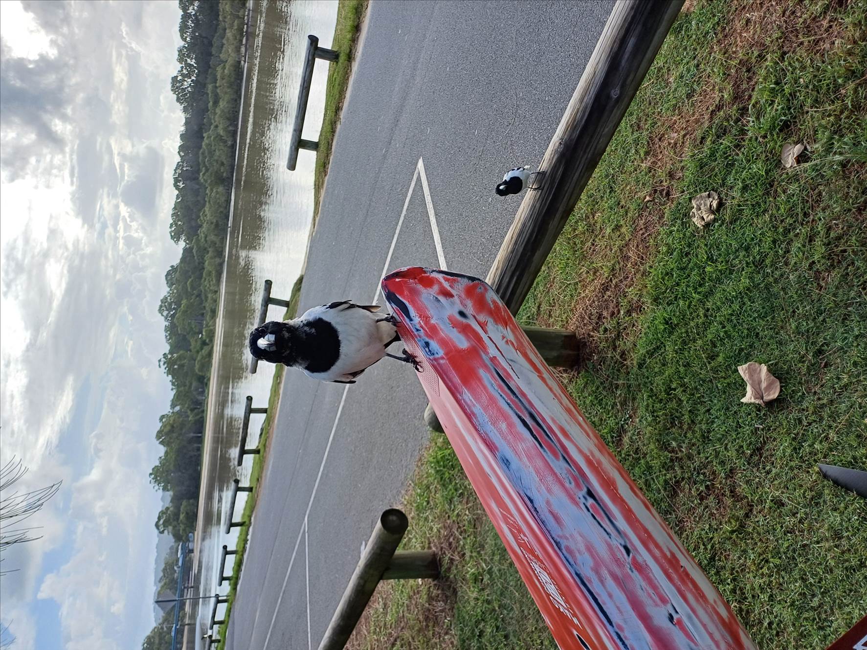 Pied Butcherbird