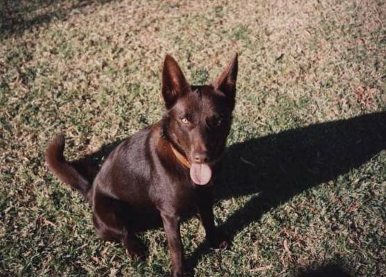 My old Mate (Rip)