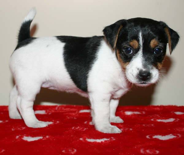puppy