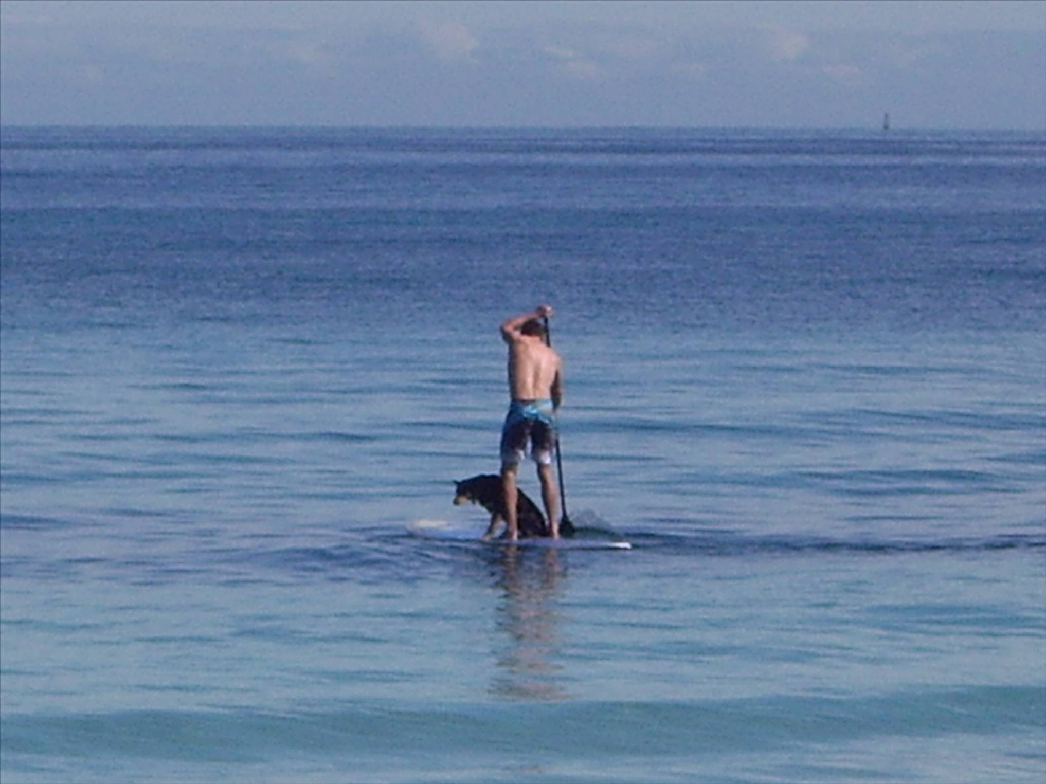 Teaching Kelpies to SUP