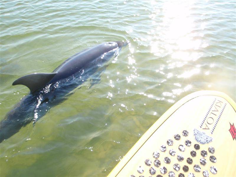 dolphin